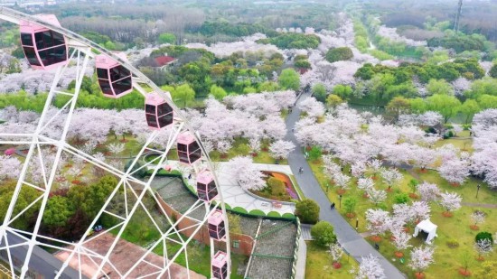 Kaiyun：承包春日浪漫！2025上海樱花节宝山两日游攻略(图2)