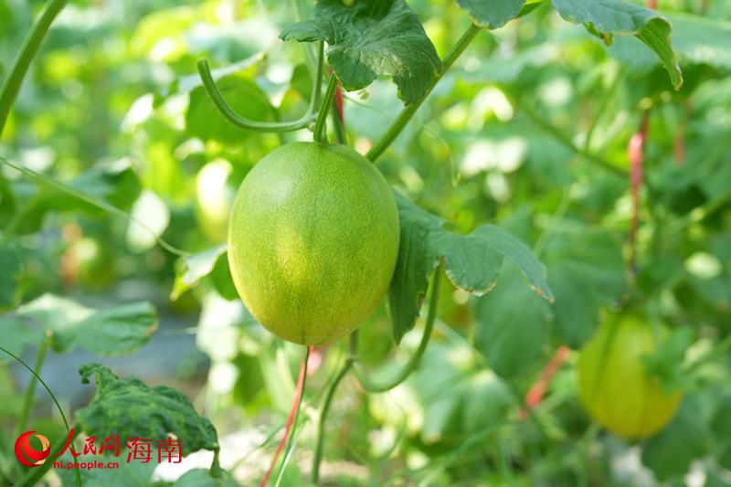 Kaiyun:昌江的蜜瓜为啥这样甜?答案写在瓜农的笑脸上(图4)