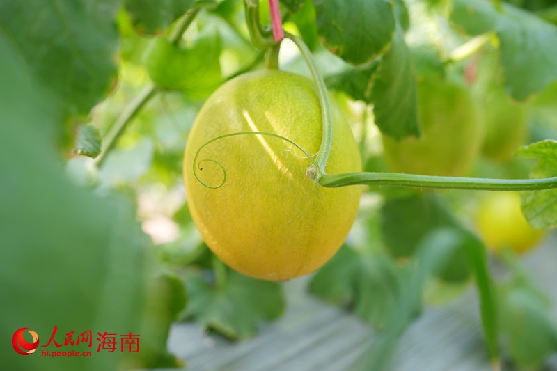 Kaiyun：昌江的蜜瓜为啥这样甜？答案写在瓜农的笑脸上