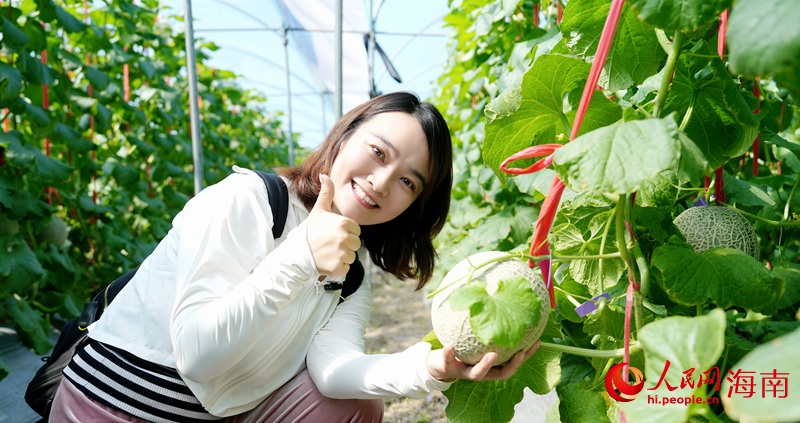 Kaiyun:昌江的蜜瓜为啥这样甜?答案写在瓜农的笑脸上(图2)