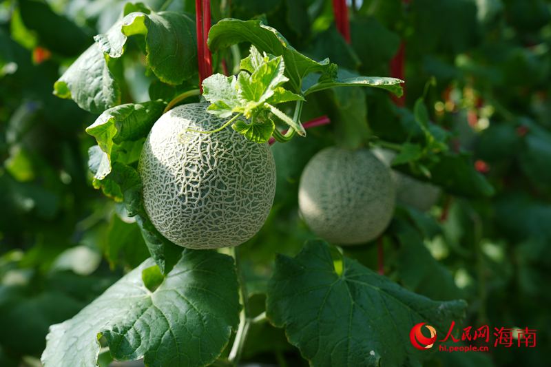 Kaiyun:昌江的蜜瓜为啥这样甜?答案写在瓜农的笑脸上(图5)