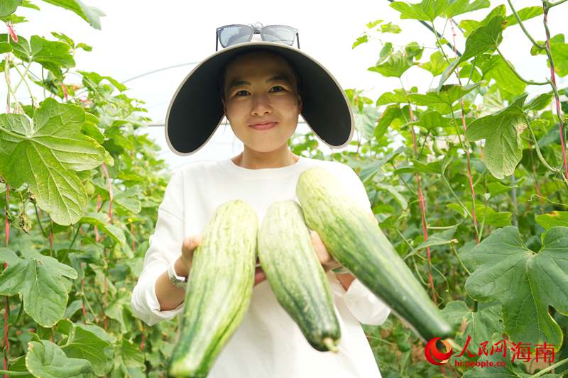Kaiyun:昌江的蜜瓜为啥这样甜?答案写在瓜农的笑脸上(图7)