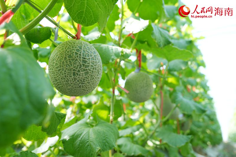 Kaiyun:昌江的蜜瓜为啥这样甜?答案写在瓜农的笑脸上(图6)