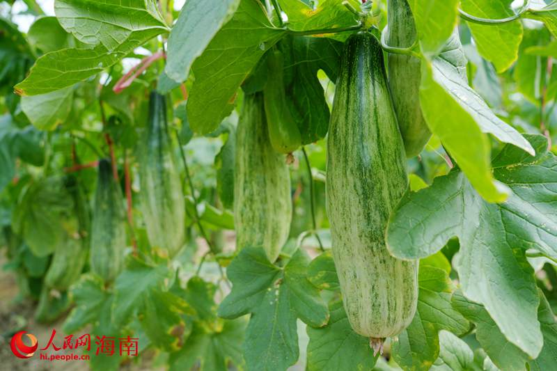 Kaiyun:昌江的蜜瓜为啥这样甜?答案写在瓜农的笑脸上(图10)